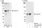 Cyclin E1 antibody, A301-566A, Bethyl Labs, Western Blot image 