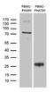 TNF Receptor Superfamily Member 18 antibody, LS-C790923, Lifespan Biosciences, Western Blot image 