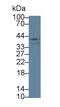 Lysyl Oxidase Like 3 antibody, MBS2003545, MyBioSource, Western Blot image 