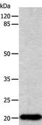 p21Cip1 antibody, TA323671, Origene, Western Blot image 