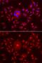 Golgi Reassembly Stacking Protein 1 antibody, GTX32631, GeneTex, Immunofluorescence image 