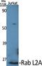 RAB, Member Of RAS Oncogene Family Like 2A antibody, A14567, Boster Biological Technology, Western Blot image 