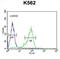 GATA-type zinc finger protein 1 antibody, abx032544, Abbexa, Flow Cytometry image 