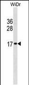 Histone Cluster 2 H2B Family Member E antibody, PA5-49266, Invitrogen Antibodies, Western Blot image 
