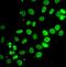 Septin 7 antibody, FNab07726, FineTest, Immunofluorescence image 