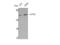 CTP Synthase 1 antibody, STJ92518, St John