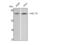 Heat Shock Protein Family A (Hsp70) Member 8 antibody, STJ93597, St John