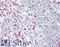 Nuclear Receptor Corepressor 2 antibody, LS-B15458, Lifespan Biosciences, Immunohistochemistry paraffin image 
