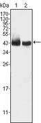 Krueppel-like factor 15 antibody, M03661, Boster Biological Technology, Western Blot image 