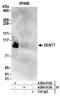 Testis-specific Y-encoded-like protein 2 antibody, A304-012A, Bethyl Labs, Immunoprecipitation image 