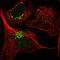 THAP Domain Containing 2 antibody, PA5-58929, Invitrogen Antibodies, Immunofluorescence image 
