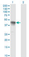 Cyclin K antibody, LS-C139345, Lifespan Biosciences, Western Blot image 