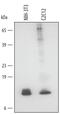 Glutaredoxin antibody, AF3119, R&D Systems, Western Blot image 