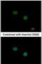 Forkhead Box E1 antibody, PA5-29065, Invitrogen Antibodies, Immunofluorescence image 