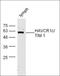 Hepatitis A virus cellular receptor 1 homolog antibody, orb5384, Biorbyt, Western Blot image 