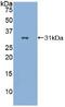 CD86 antibody, MBS2013014, MyBioSource, Western Blot image 