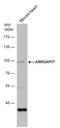 Rho GTPase Activating Protein 17 antibody, NBP2-43545, Novus Biologicals, Western Blot image 