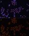 General Transcription Factor IIi antibody, GTX64832, GeneTex, Immunocytochemistry image 
