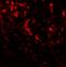 Beclin 2 antibody, PA5-72828, Invitrogen Antibodies, Immunofluorescence image 