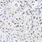 Chromobox 4 antibody, A03388-2, Boster Biological Technology, Immunohistochemistry frozen image 
