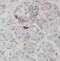 PDZ And LIM Domain 1 antibody, FNab06282, FineTest, Immunohistochemistry frozen image 