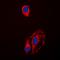 Heat Shock Protein 90 Alpha Family Class B Member 1 antibody, orb216131, Biorbyt, Immunofluorescence image 