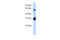 Protein SOX-15 antibody, 25-130, ProSci, Enzyme Linked Immunosorbent Assay image 