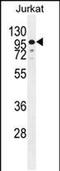 Zinc Finger Protein 841 antibody, PA5-48212, Invitrogen Antibodies, Western Blot image 