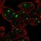 Teneurin Transmembrane Protein 2 antibody, NBP2-55763, Novus Biologicals, Immunofluorescence image 