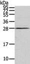 Voltage Dependent Anion Channel 3 antibody, PA5-51156, Invitrogen Antibodies, Western Blot image 