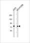 Taste 1 Receptor Member 1 antibody, 58-565, ProSci, Western Blot image 