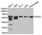 Karyopherin Subunit Alpha 2 antibody, TA327109, Origene, Western Blot image 