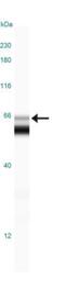 COX2 antibody, NB100-689, Novus Biologicals, Western Blot image 
