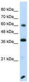 Regulatory Factor X4 antibody, TA331483, Origene, Western Blot image 