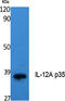 Interleukin 12A antibody, STJ96455, St John