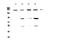 CD11b antibody, PA5-79532, Invitrogen Antibodies, Western Blot image 