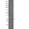 Casein Kinase 2 Beta antibody, abx149586, Abbexa, Western Blot image 