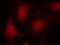 RB Transcriptional Corepressor 1 antibody, PA5-37715, Invitrogen Antibodies, Immunofluorescence image 