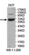 Podocan antibody, orb78413, Biorbyt, Western Blot image 