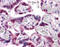 SMAD Family Member 6 antibody, 51-483, ProSci, Immunohistochemistry frozen image 