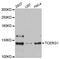 Transcription Elongation Regulator 1 antibody, STJ111716, St John