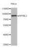 MYB Proto-Oncogene Like 2 antibody, abx002357, Abbexa, Western Blot image 
