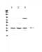 Alpha-1-Microglobulin/Bikunin Precursor antibody, LS-C662566, Lifespan Biosciences, Western Blot image 