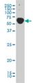 TRAF3 Interacting Protein 2 antibody, H00010758-M01, Novus Biologicals, Western Blot image 