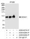 DExD-Box Helicase 21 antibody, A300-628A, Bethyl Labs, Immunoprecipitation image 