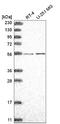 Coenzyme Q8B antibody, NBP2-58814, Novus Biologicals, Western Blot image 
