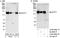 MBSP antibody, A300-889A, Bethyl Labs, Immunoprecipitation image 