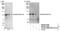 RNA Binding Motif Protein 25 antibody, NB100-57505, Novus Biologicals, Western Blot image 