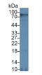 CD38 Molecule antibody, LS-C699157, Lifespan Biosciences, Western Blot image 