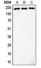 Myosin Heavy Chain 8 antibody, orb214288, Biorbyt, Western Blot image 